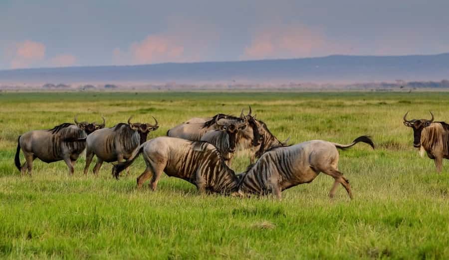 From Nairobi: Day Trip to Amboseli National Park - Key points to know before you book