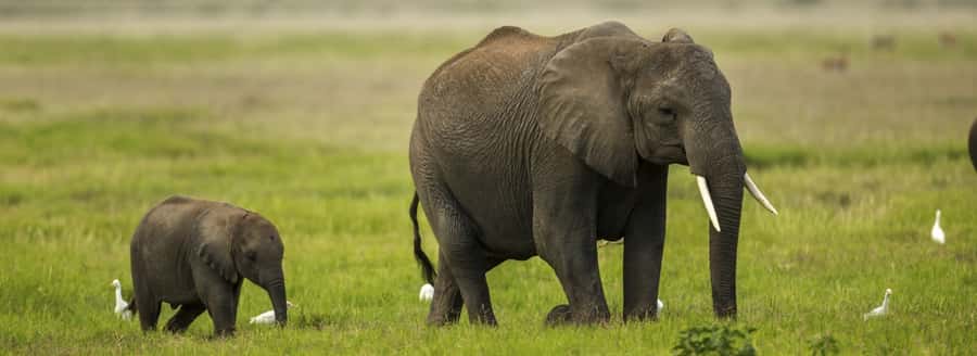 From Nairobi: Day Trip to Amboseli National Park - The central game drive and the wildlife you may find