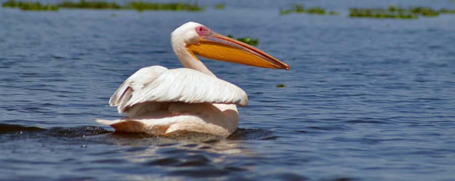 From Nairobi: Day Trip to Hells gate and Lake Naivasha - What this day trip really offers