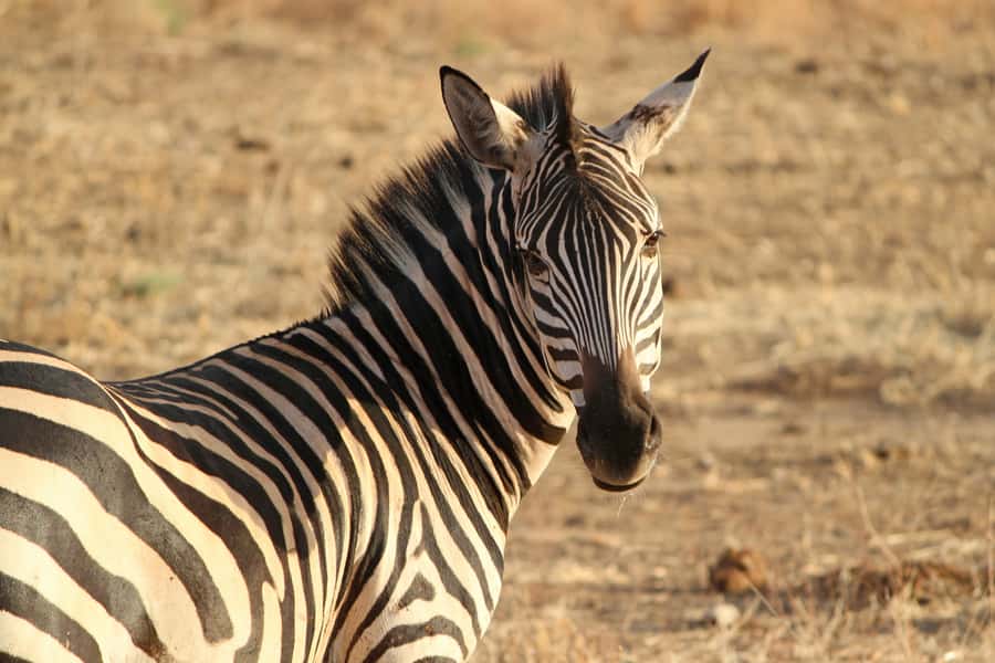 From Nairobi: Day Trip to Hells gate and Lake Naivasha - Hell’s Gate National Park: two hours among cliffs and gorges