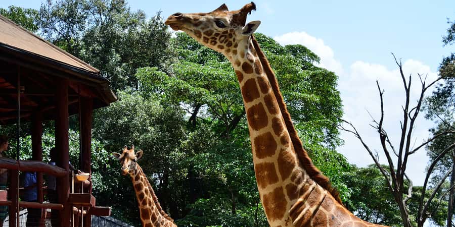 From Nairobi: Elephant Orphanage and Giraffe Center Day Trip - Key points to know before you go
