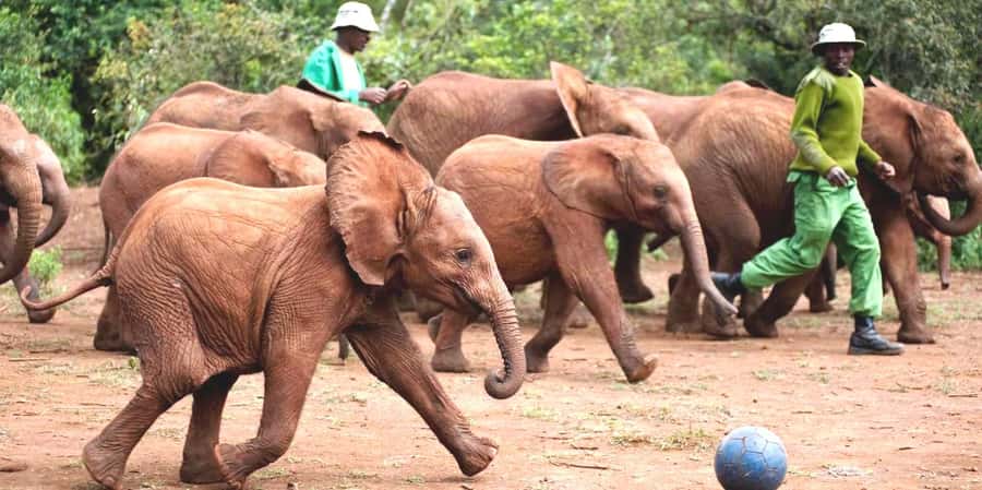 From Nairobi: Elephant Orphanage and Giraffe Center Day Trip - Why this Nairobi day trip works so well