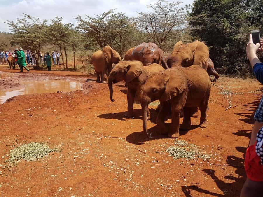 From Nairobi: Elephant Orphanage and Giraffe Center Day Trip - Timing, traffic, and what to carry