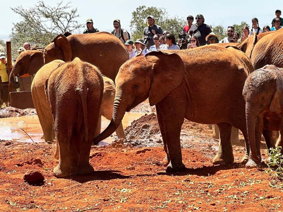 From Nairobi: Elephant Orphanage, Giraffe Centre & Bomas - Key points to know before booking