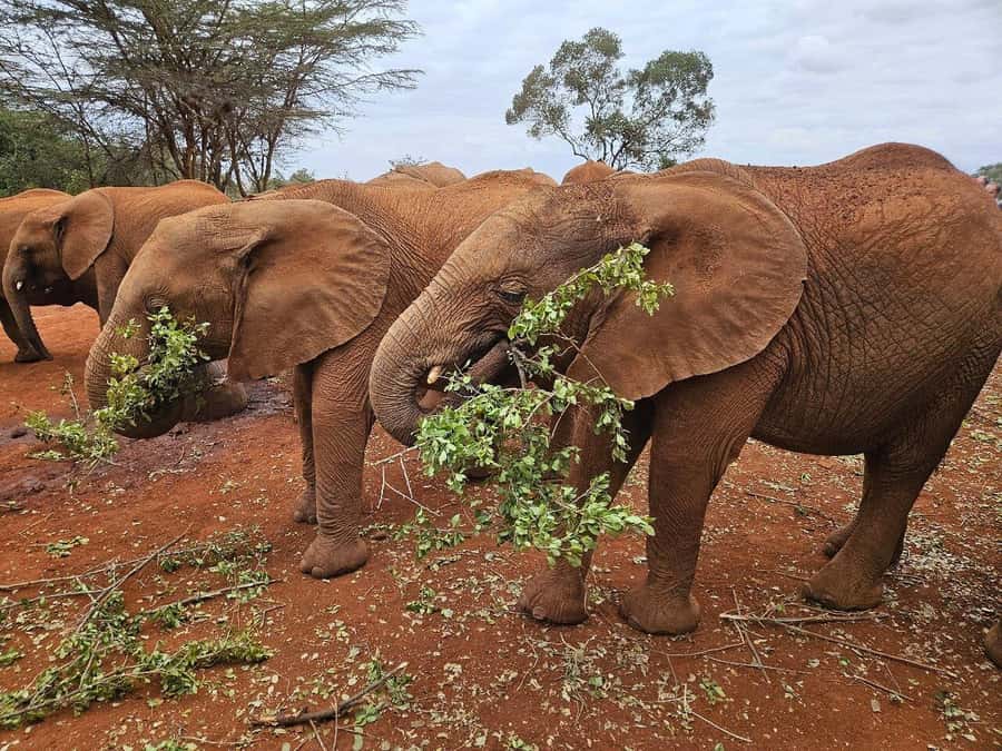 From Nairobi: Elephant Orphanage, Giraffe Centre & Bomas - The 11 a.m. elephant orphanage session
