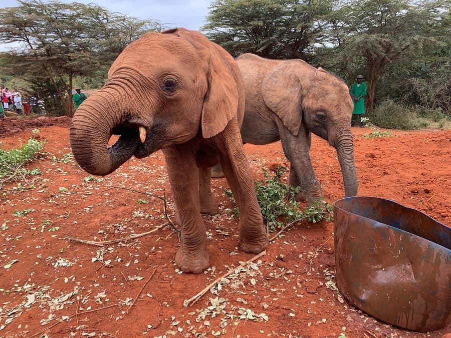 From Nairobi: Elephant Orphanage, Giraffe Centre & Bomas - A working craft center at Kobe Women’s Bead Factory