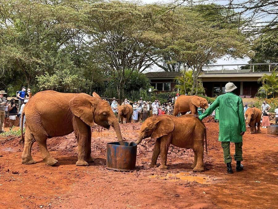 From Nairobi: Elephant Orphanage, Giraffe Centre & Bomas - What the $110 price really covers