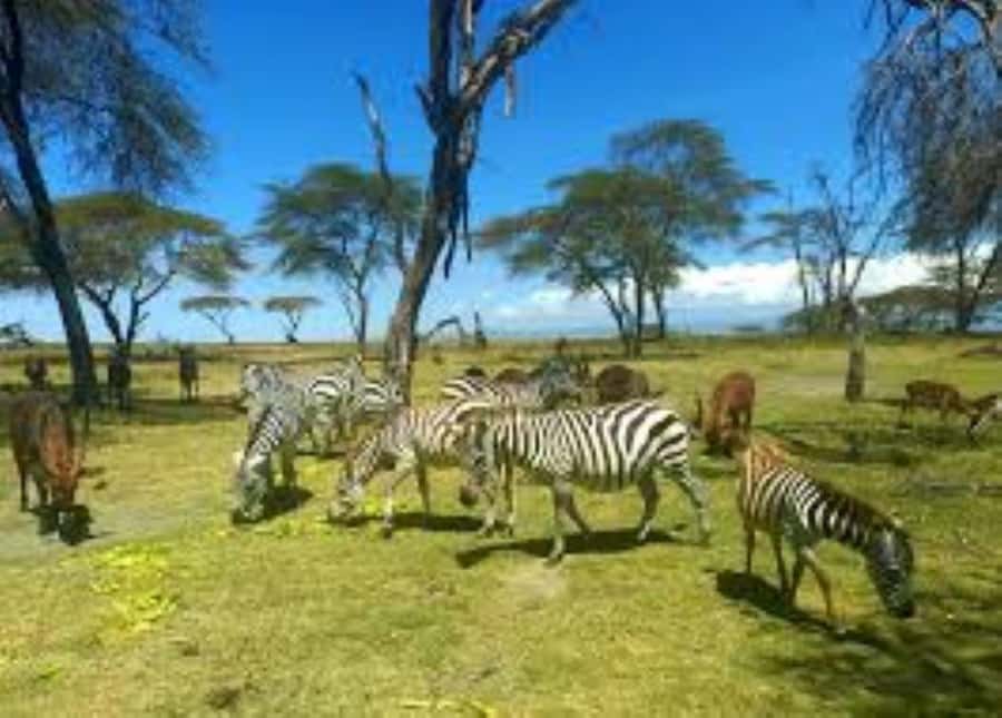 From Nairobi: Hells Gate & Lake Naivasha Day Trip - Lunch at Naivasha Fisherman’s Camp