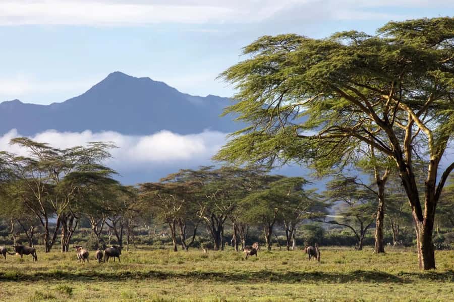 From Nairobi: Horseback Wildlife Safari with Transfer & Meal - Key points before you book