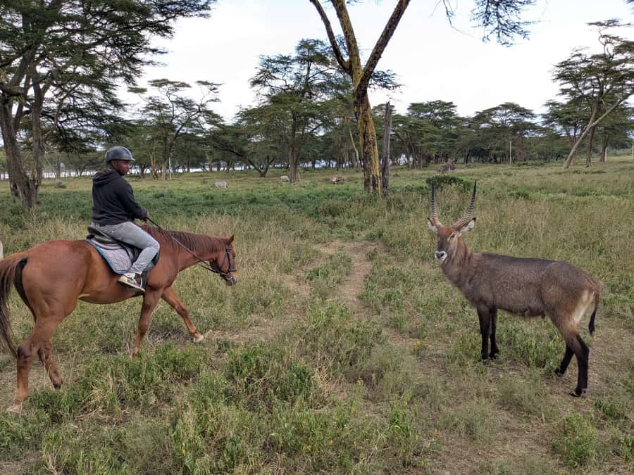 From Nairobi: Horseback Wildlife Safari with Transfer & Meal - The safari ride through open savannah