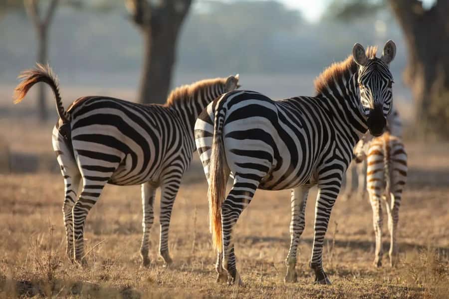 From Nairobi: Horseback Wildlife Safari with Transfer & Meal - What the wildlife encounter is really like
