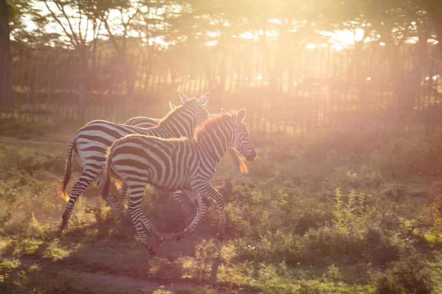 From Nairobi: Horseback Wildlife Safari with Transfer & Meal - Who should book this experience?