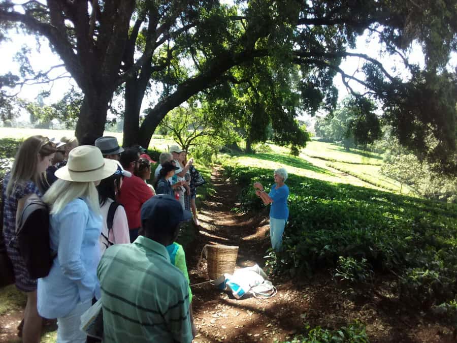 From Nairobi: Kiambethu Tea Farm Tour & Lunch - Booking details worth knowing