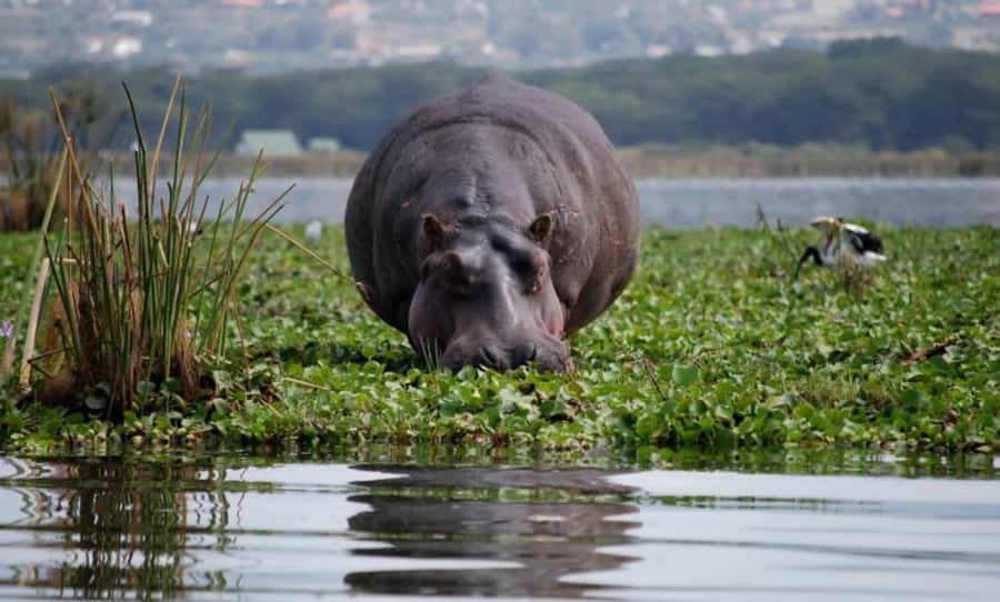 From Nairobi: Lake Naivasha and Hell's Gate Park Day Tour - Why this Nairobi day trip feels different
