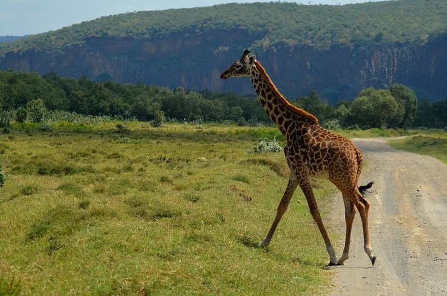 From Nairobi: Lake Naivasha and Hell's Gate Park Day Tour - Cycling through Hell’s Gate for two hours