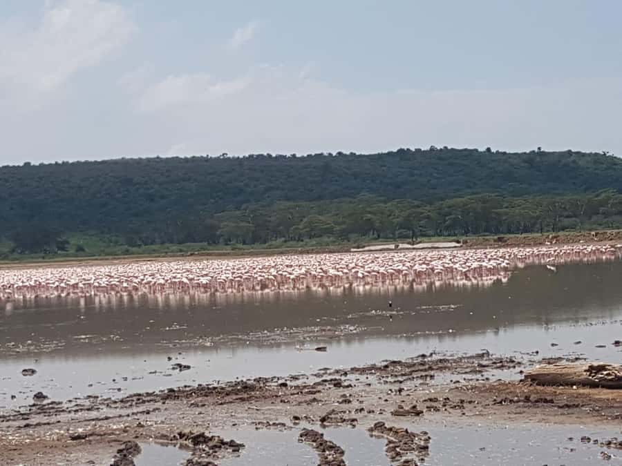 From Nairobi: Lake Nakuru National Park Day-Trip - Why this day trip works from Nairobi
