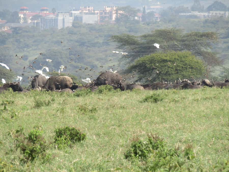 From Nairobi: Lake Nakuru National Park Day-Trip - Lunch inside the park and the cost of convenience