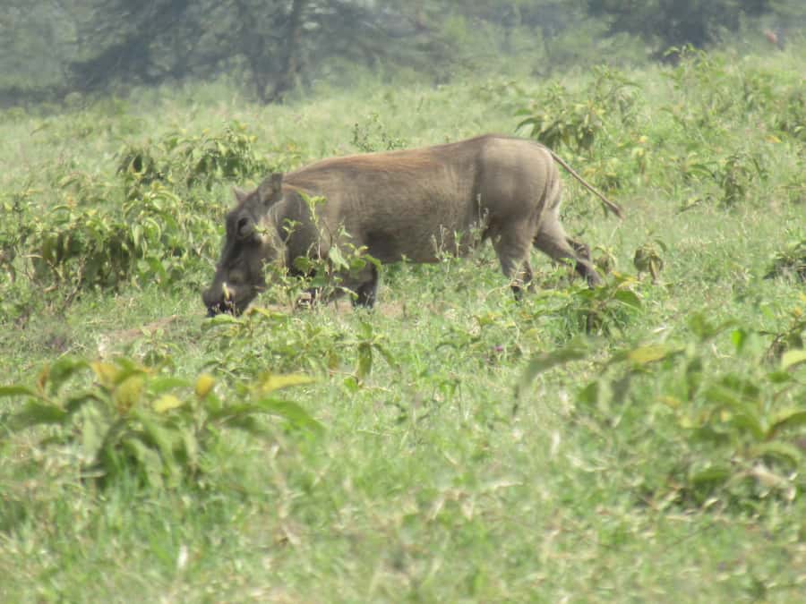 From Nairobi: Lake Nakuru National Park Day-Trip - Guides, languages, and the small details that matter