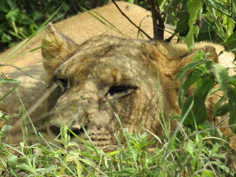 From Nairobi: Lake Nakuru National Park Day-Trip - Who should book this Lake Nakuru trip?