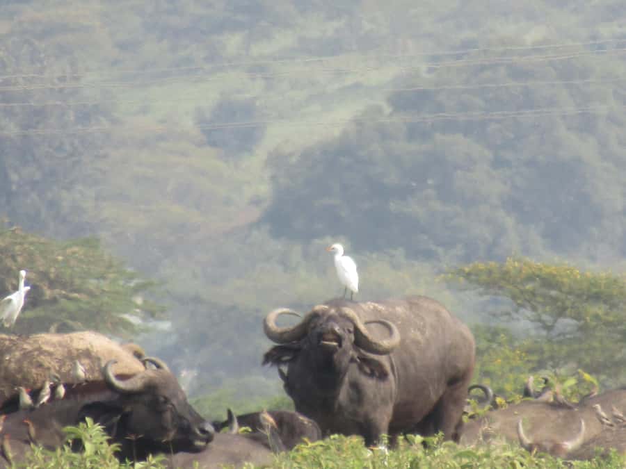 From Nairobi: Lake Nakuru National Park Day-Trip - Should you book it?