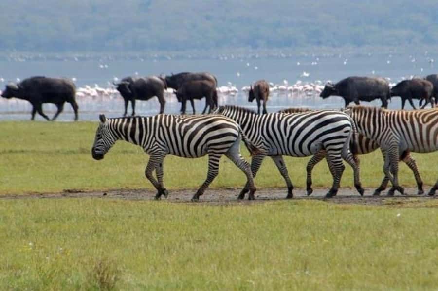 From Nairobi: Lake Nakuru National Park Full-Day Tour - Why Lake Nakuru works as a day trip from Nairobi