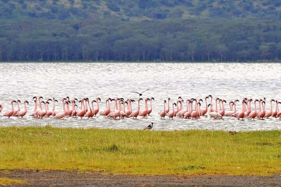 From Nairobi: Lake Nakuru National Park Full-Day Tour - Lake Nakuru’s birds and soda lake setting