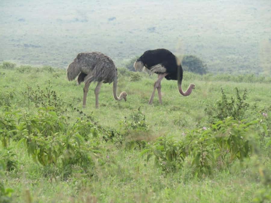 From Nairobi: Lake Nakuru National Park Full-Day Tour - Is $155 per person good value?
