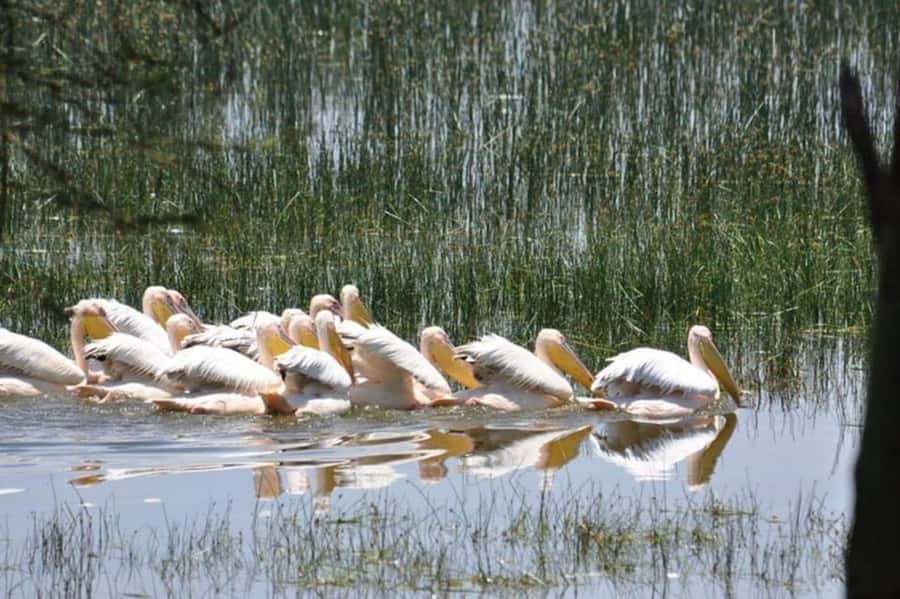 From Nairobi: Lake Nakuru National Park Full-Day Tour - Practical preparation for the day