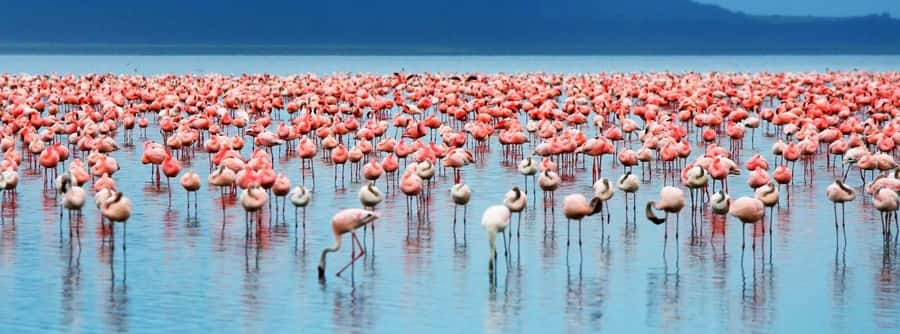 From Nairobi: Lakes Nakuru & Naivasha National Park Day Tour - Key points before you book