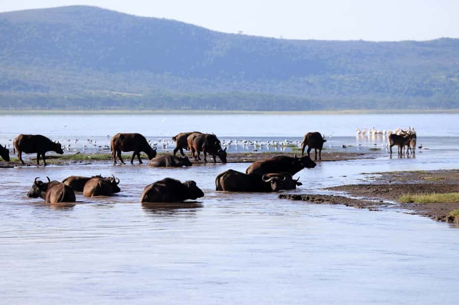 From Nairobi: Lakes Nakuru & Naivasha National Park Day Tour - Lake Naivasha by boat: hippos and eagle feeding