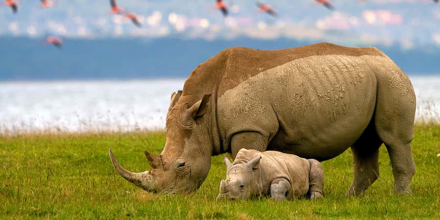 From Nairobi: Lakes Nakuru & Naivasha National Park Day Tour - Is $195 good value?