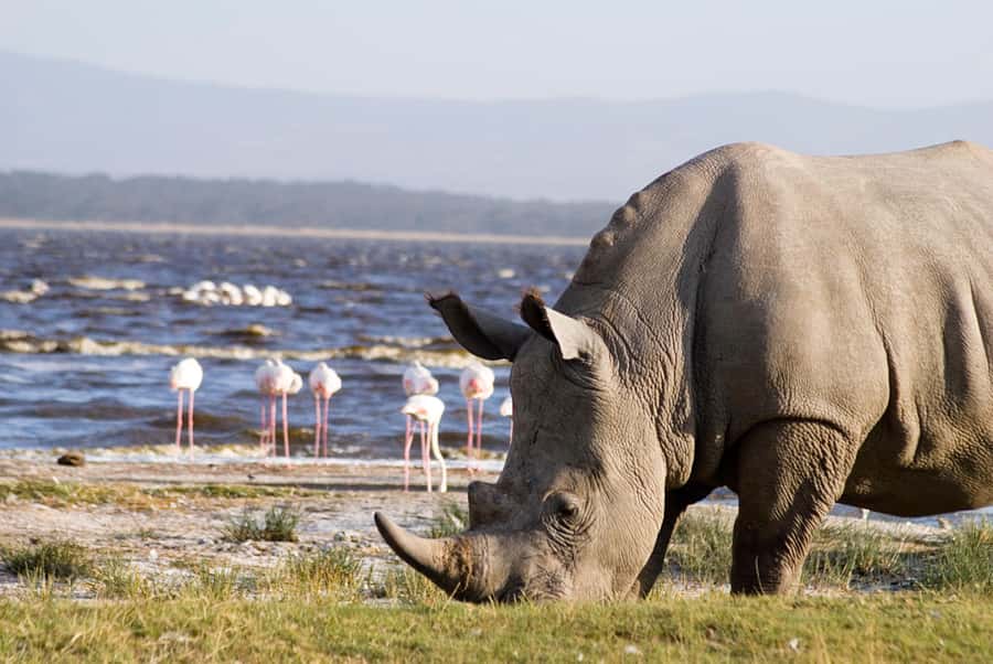From Nairobi: Lakes Nakuru & Naivasha National Park Day Tour - What to pack and how to prepare
