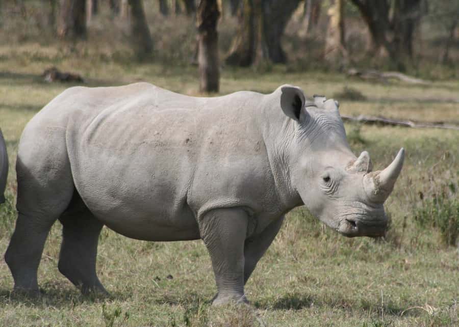 From Nairobi: Lakes Nakuru & Naivasha National Park Day Tour - The early drive from Nairobi to Lake Nakuru