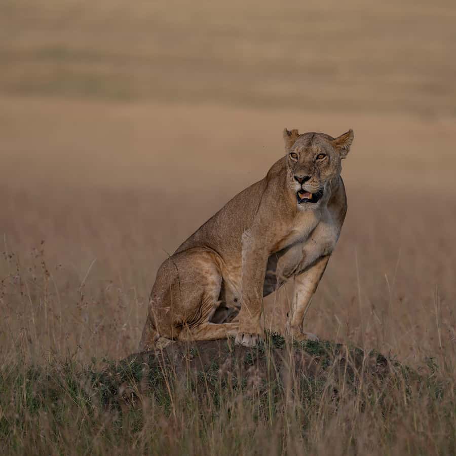From Nairobi: Maasai Mara 1-Day Safari: AW, Lunch & Pickup - Is one day enough for the Maasai Mara?