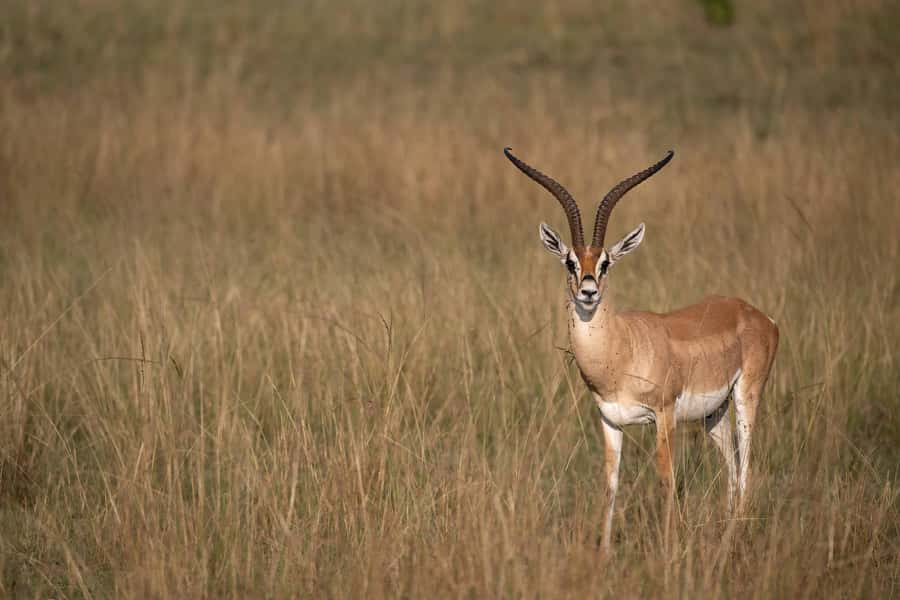 From Nairobi: Maasai Mara 1-Day Safari: AW, Lunch & Pickup - The morning game drive, when activity is high
