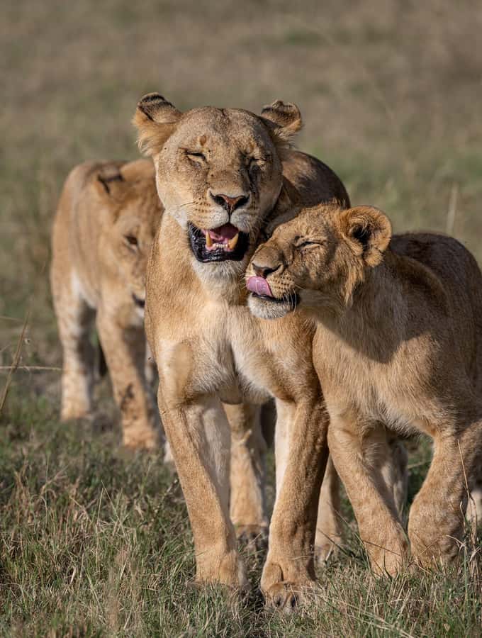 From Nairobi: Maasai Mara 1-Day Safari: AW, Lunch & Pickup - Picnic lunch beside the open plains