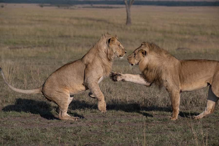 From Nairobi: Maasai Mara 1-Day Safari: AW, Lunch & Pickup - The afternoon drive and the choice of a Maasai village