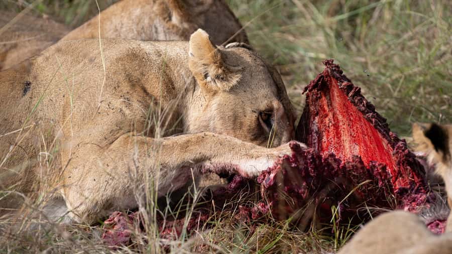 From Nairobi: Maasai Mara 1-Day Safari: AW, Lunch & Pickup - What the $180 price really buys you