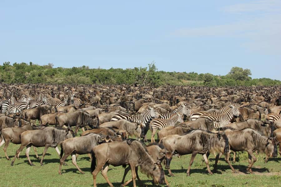 From Nairobi: Masai Mara 3-day Camping Safari by Jeep - What the $285 package really covers