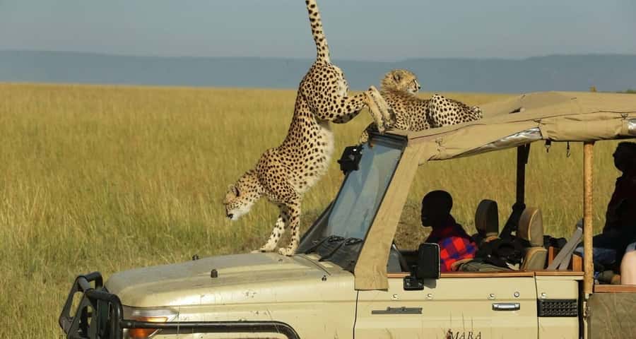 From Nairobi: Masai Mara 3-day Camping Safari by Jeep - Sleeping at Lenchada Tourist Camp