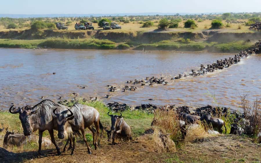 From Nairobi: Masai Mara 3-day Camping Safari by Jeep - Wildlife, guides, and the reality of shared safari travel