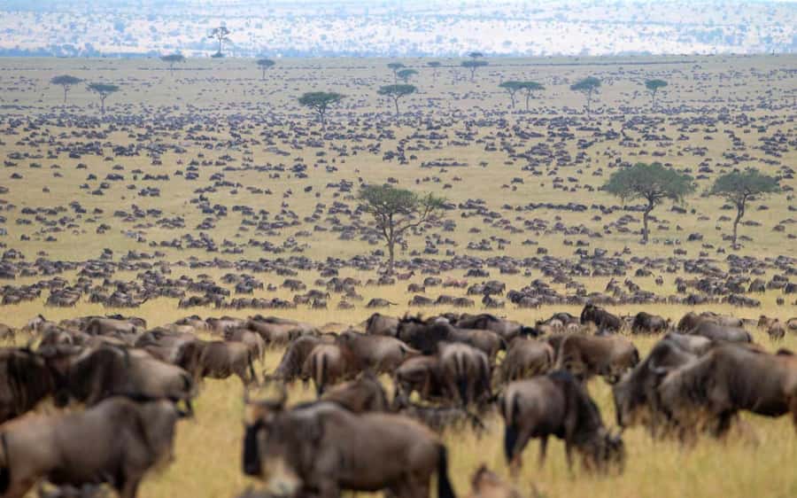 From Nairobi: Masai Mara 3-day Camping Safari by Jeep - Should you book it?