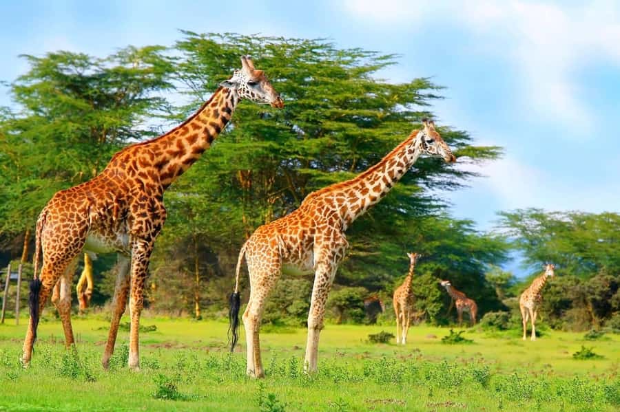 From Nairobi: Mt Longonot Hiking Day Tour - Key points to know before booking