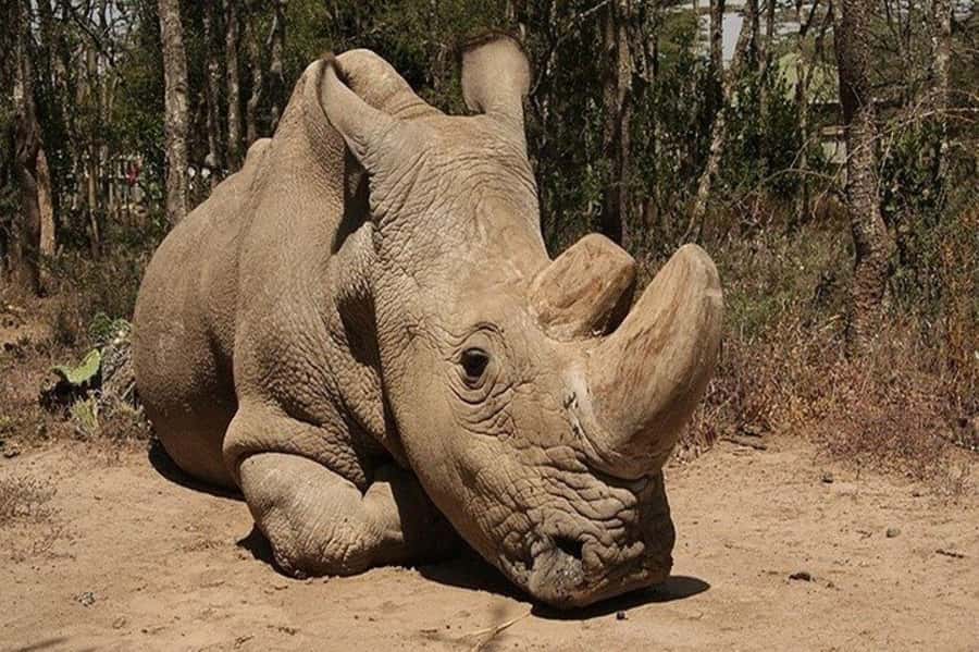 From Nairobi: Ol Pejeta Conservancy Day Trip with Game Drive - The first two-hour game drive on Ol Pejeta’s northern side