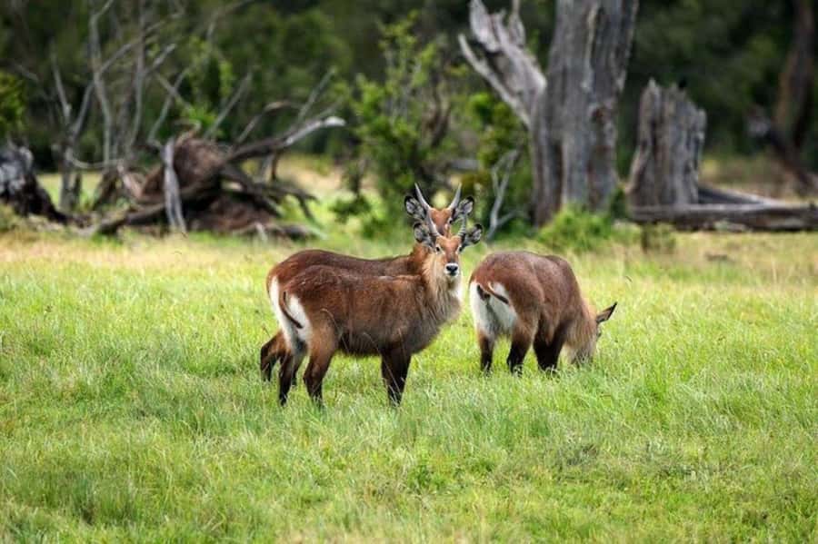 From Nairobi: Ol Pejeta Conservancy Day Trip with Game Drive - The final game drive and return to Nairobi