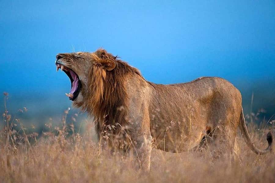 From Nairobi: Ol Pejeta Conservancy Day Trip with Game Drive - What the $315 price really buys you