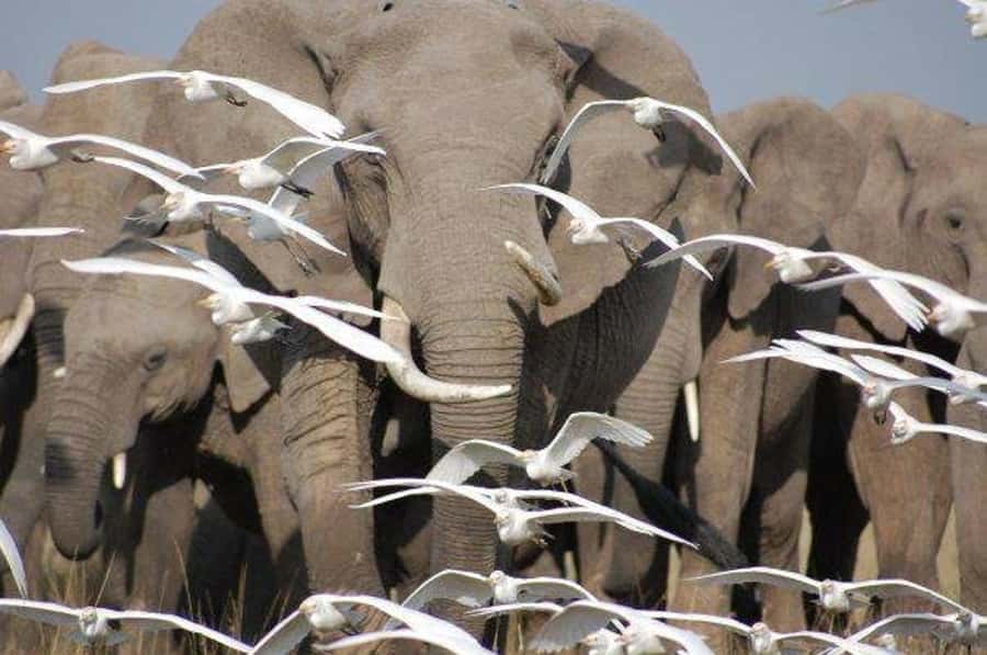 From Nairobi or Mombasa: Amboseli National Park 3 Day Tour - Day 2: Kilimanjaro, wildlife, and time at the lodge