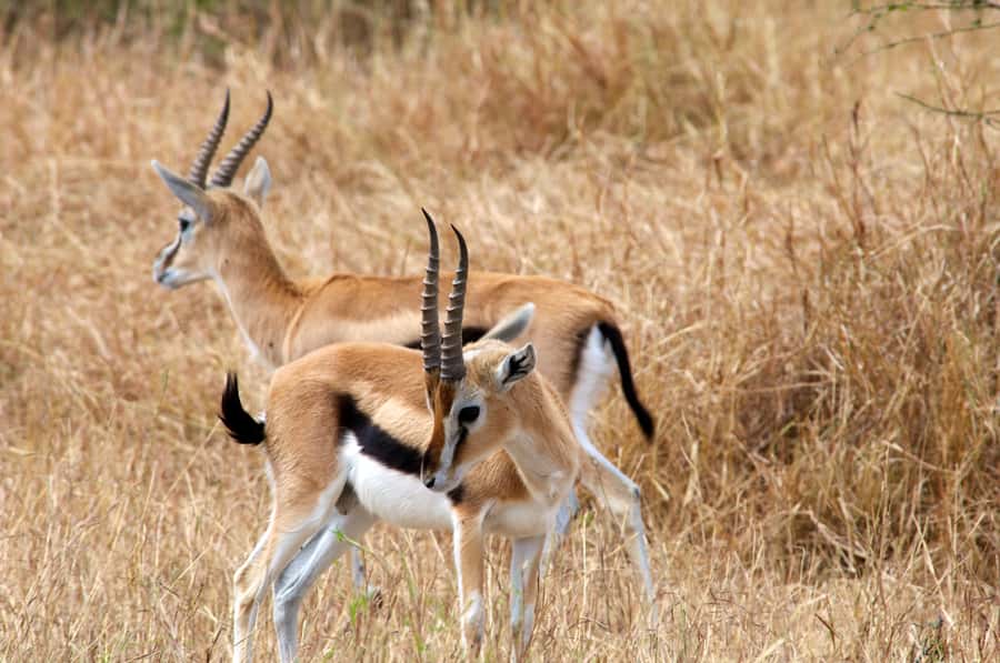 From Nairobi or Mombasa: Amboseli National Park 3 Day Tour - Practical details that affect your decision