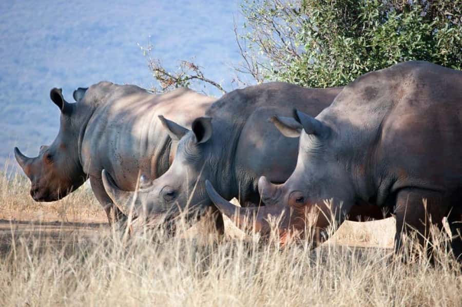 From Nairobi: Overnight Ol Pejeta Conservancy Safari - Why Ol Pejeta makes a strong two-day safari