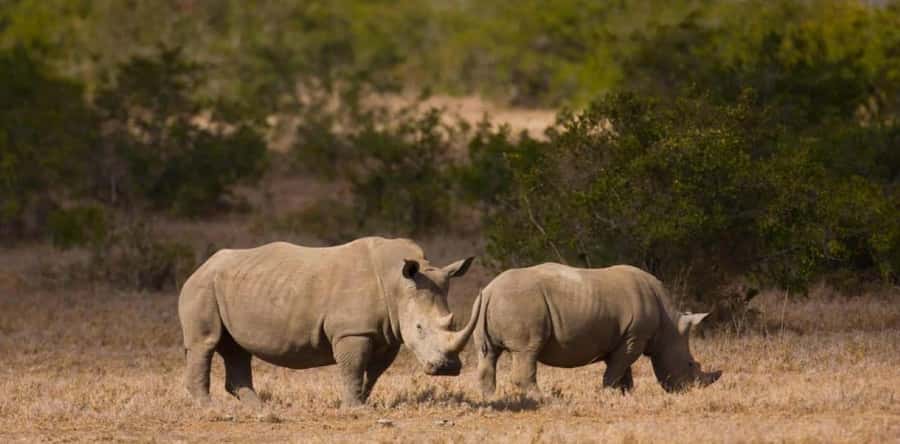From Nairobi: Overnight Ol Pejeta Conservancy Safari - A quick photo at the equator crossing